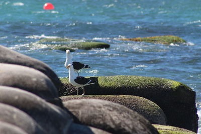 Close-up of seagulls on sea shore