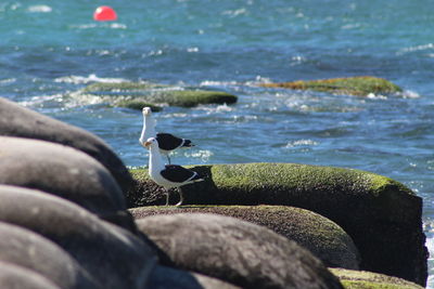 Close-up of horse on sea shore