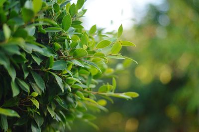 Close-up of leaves against blurred background