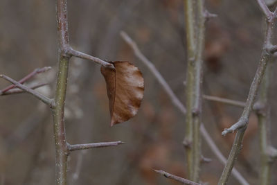 Close-up of dry leaf on twig