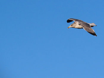 Low angle view of seagull flying in sky