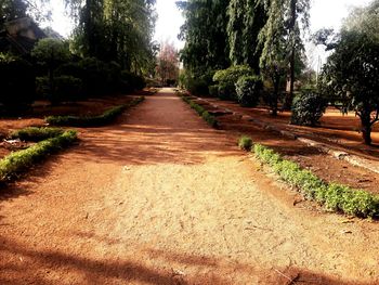 Dirt road amidst trees