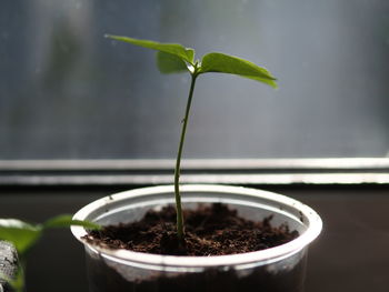 plant