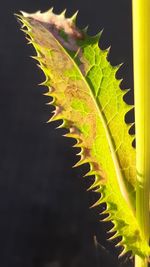 Close-up of leaves