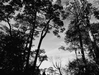 Low angle view of trees against sky