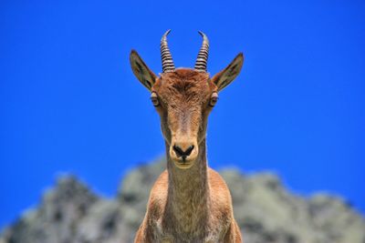 Close-up portrait of goat against blue sky