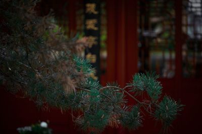 Close-up of fresh green plants