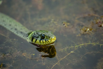 Close-up of turtle swimming in lake