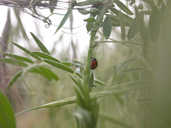 Close-up of ladybug on plant