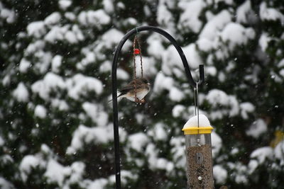 Close-up of bird by snow covered tree