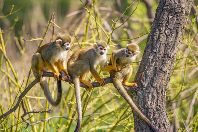 Monkeys sitting on branch of tree