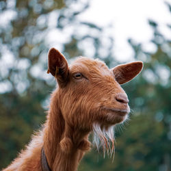 Close-up of horse