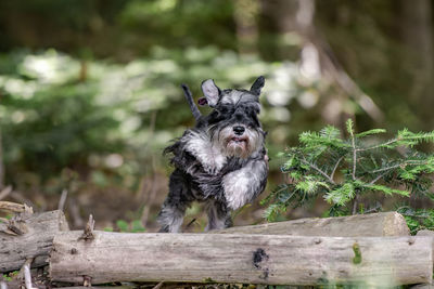 Close-up of dog