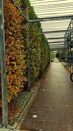 Road amidst trees during autumn