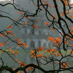 Low angle view of silhouette tree against orange sky