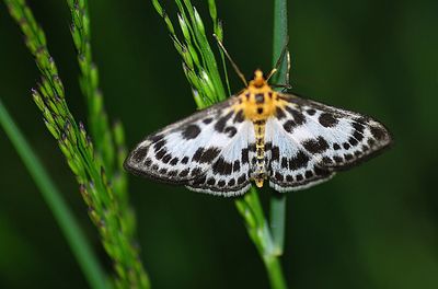 Close-up of butterfly on plant