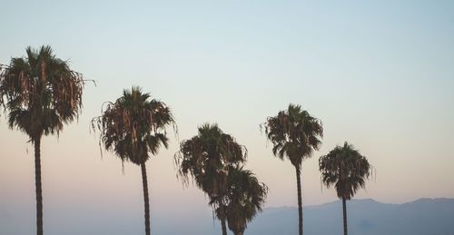 Low angle view of palm trees against clear sky