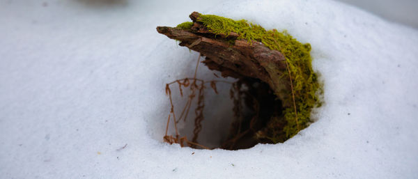 High angle view of a snow covered plant