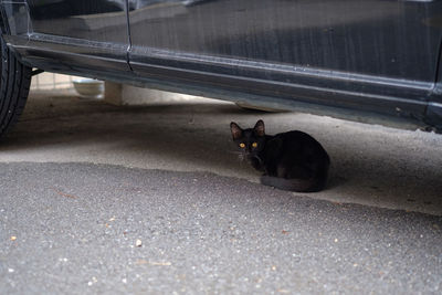 Portrait of cat sitting on street in city