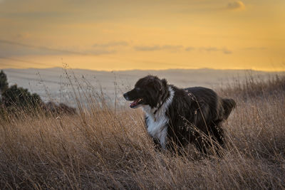 Dog on field against sky during sunset