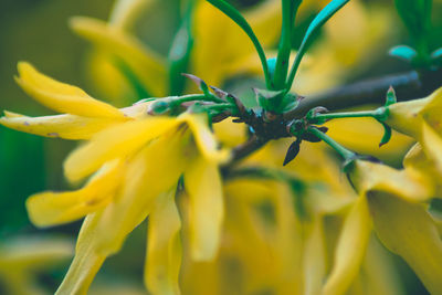 Close-up of insect on yellow flower