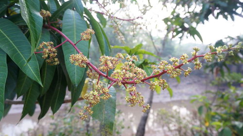 Close-up of cherry blossoms in spring