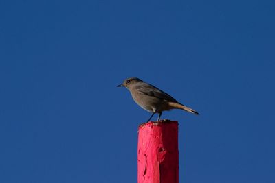 Low angle view of bird perching on wood against clear blue sky