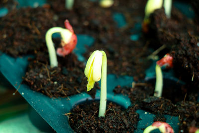 Close-up of flower growing in pot