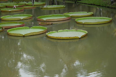 Close-up of water lily in lake