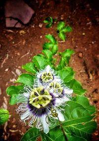 High angle view of passion flower blooming outdoors