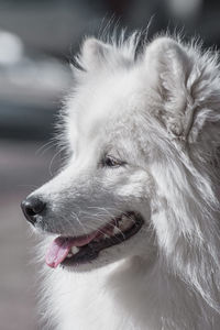 Close-up of dog looking away