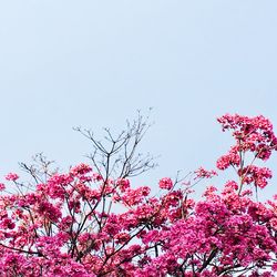 Low angle view of cherry blossoms against clear sky