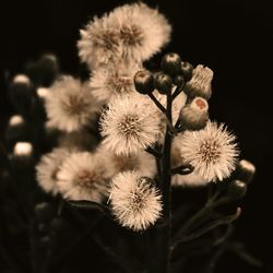 Close-up of flowers