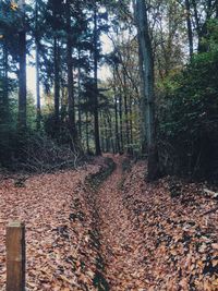 Trees in forest during autumn