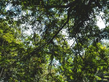 Low angle view of bamboo trees in forest