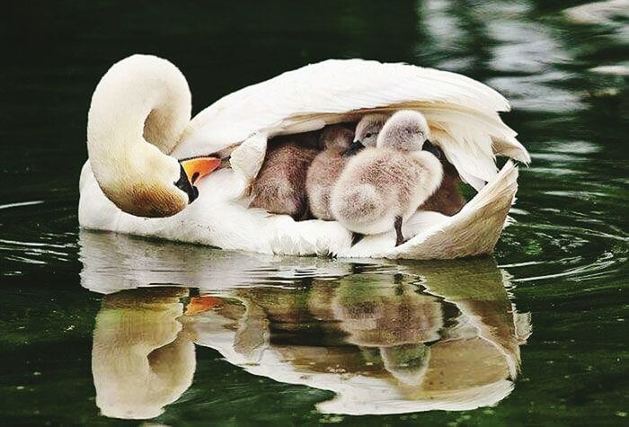 animal themes, bird, water, swan, lake, animals in the wild, wildlife, swimming, white color, reflection, waterfront, water bird, beak, floating on water, duck, nature, rippled, outdoors, one animal