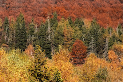 Pine trees in forest during autumn