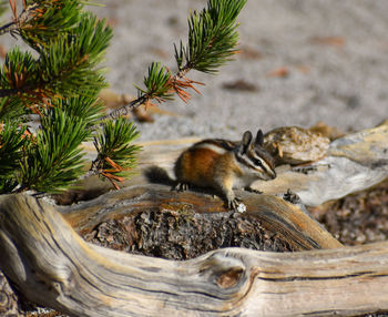 Close-up of a cute striped chipmunk next to fir tree