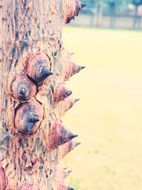 Close-up of tree trunk