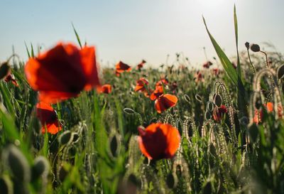 Close-up of orange poppy on field against sky