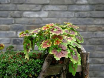 Close-up of flowering plant against wall