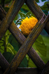 Close-up of tree branch