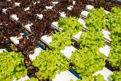 High angle view of chopped and plants