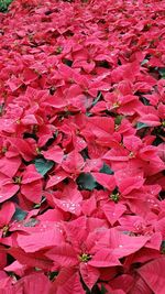 Full frame shot of red leaves