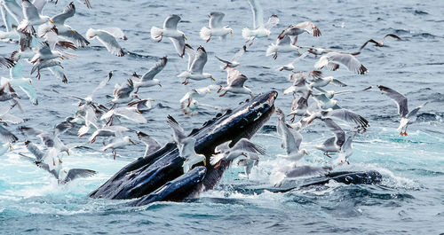 Whales amidst seagulls