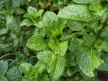 Full frame shot of fresh green leaves