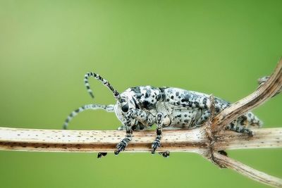 Close-up of spider on web