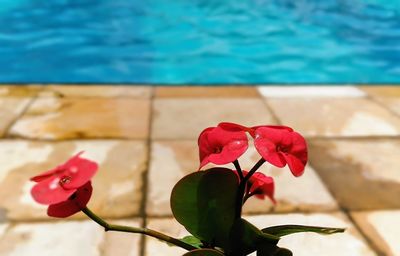 Close-up of red rose plant in swimming pool