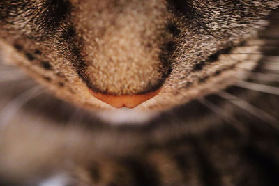 Full frame shot of cat nose