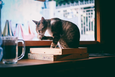 Cat licking paw while sitting on table by window